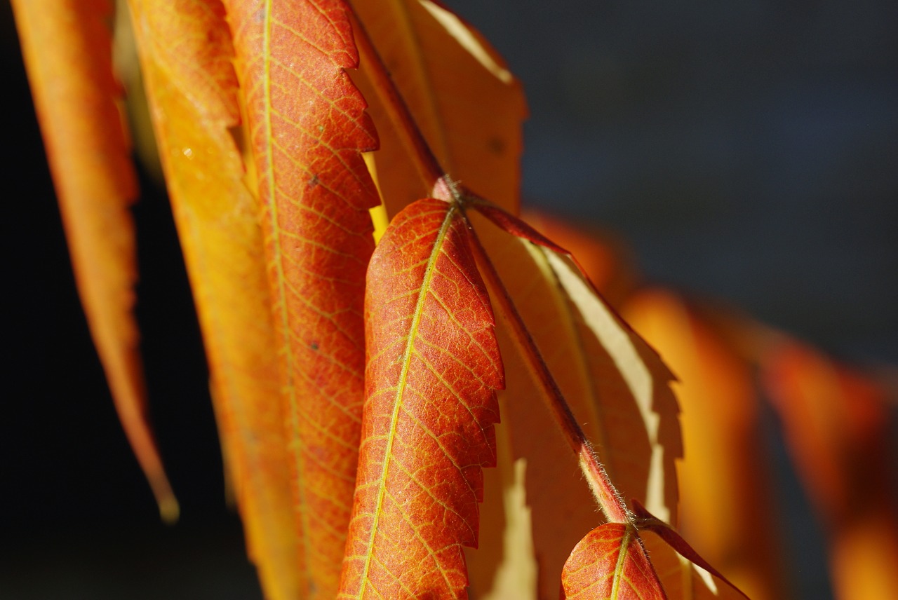 leaves foliage autumn free photo