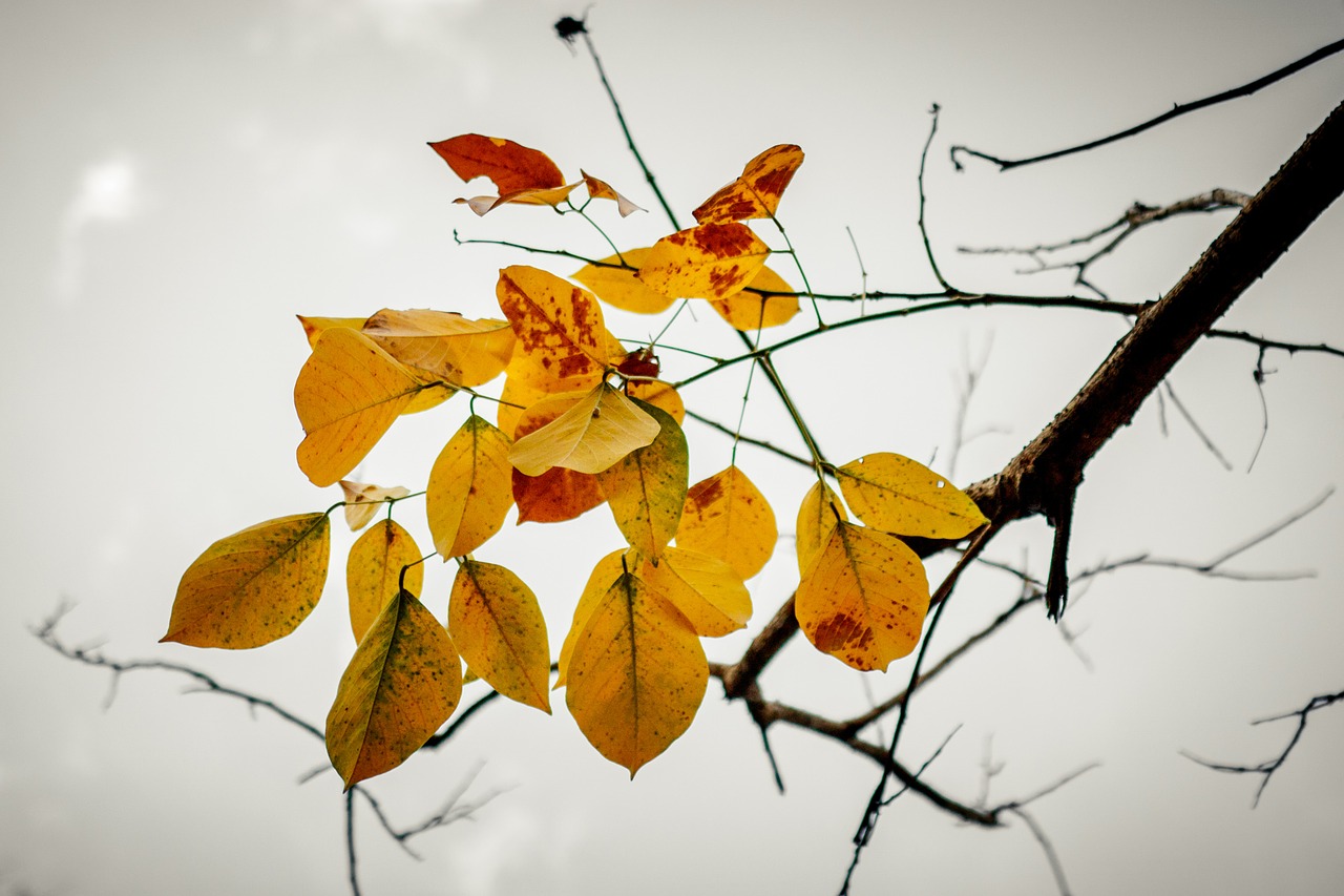 leaves branch sky free photo