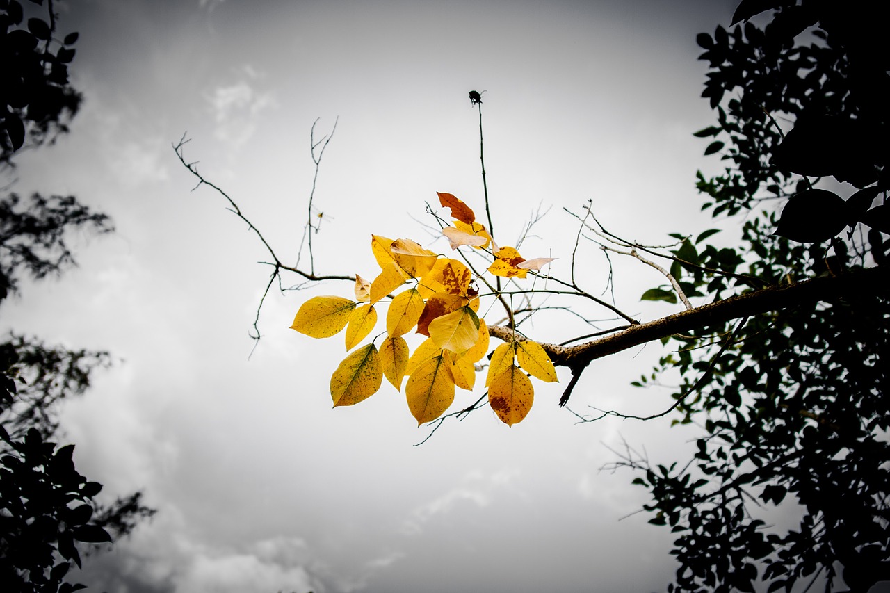 leaves branch sky free photo