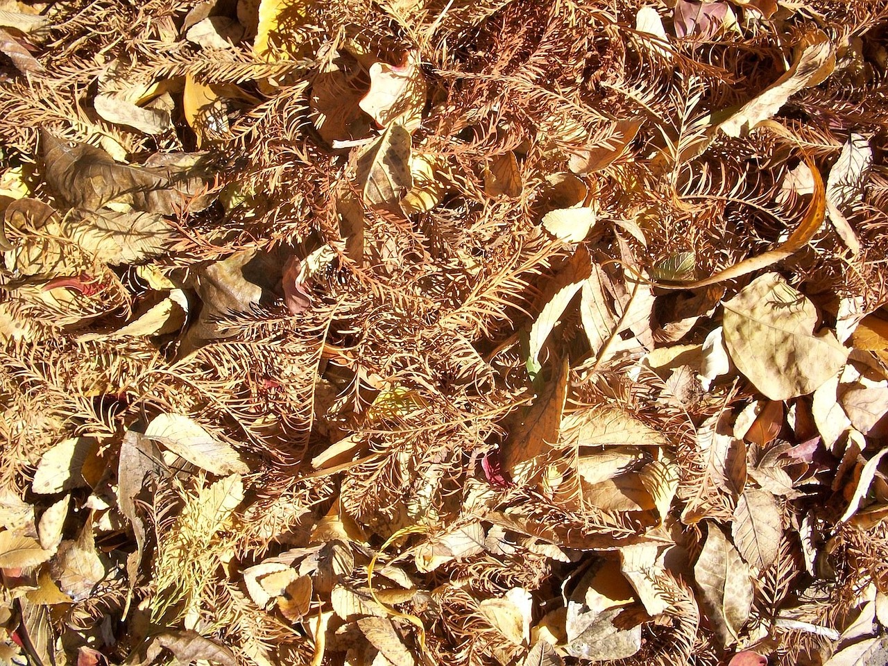 leaves foliage dried free photo
