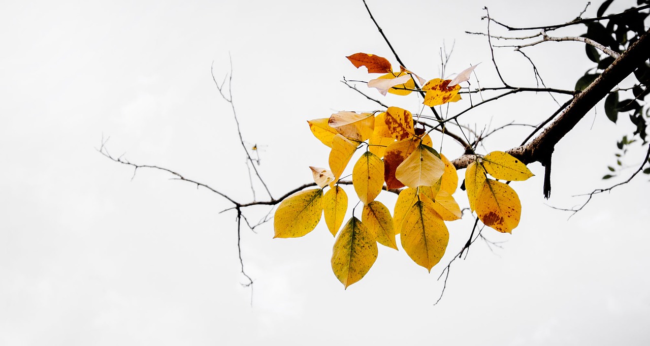 leaves fall yellow free photo