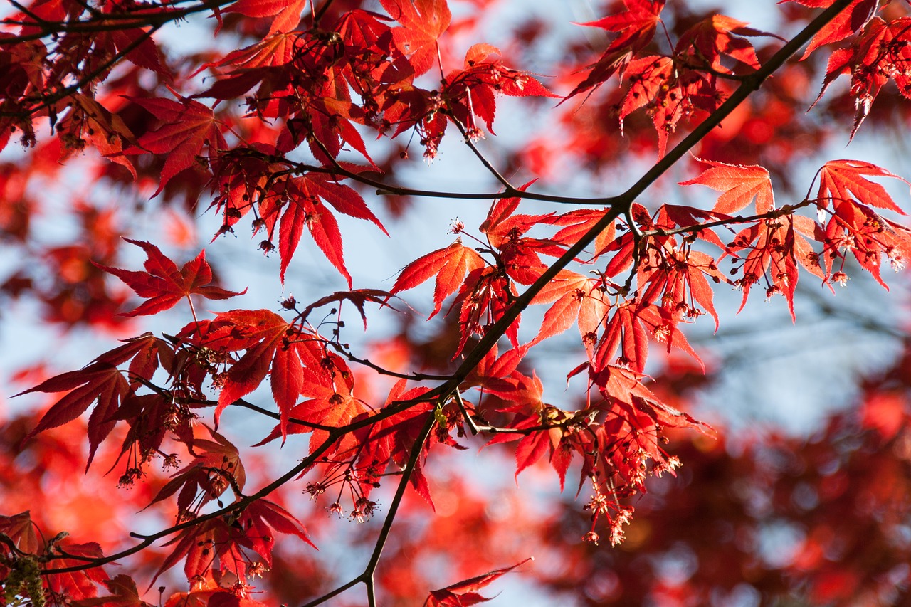 Download free photo of Leaves,red,sky,blue,strong - from 