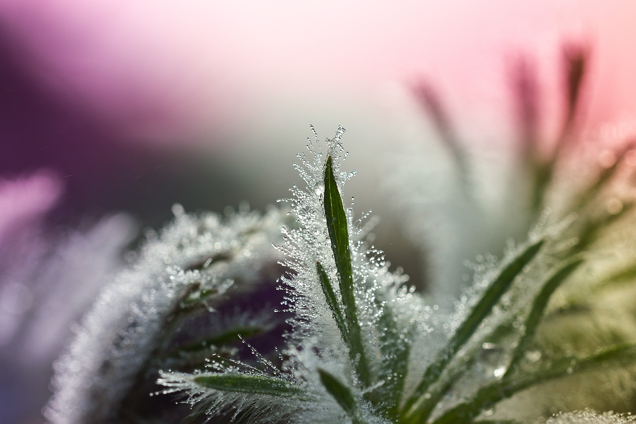 leaves pasqueflower dewdrop free photo