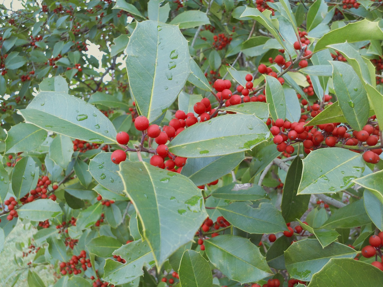 leaves berries drops plant leaves free photo