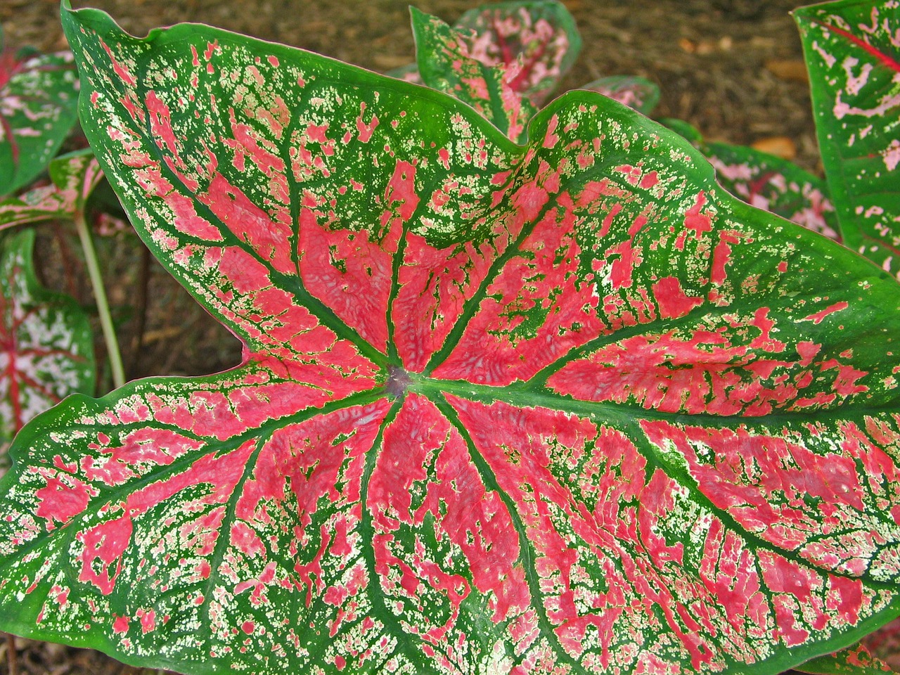 leaves pattern foliage free photo