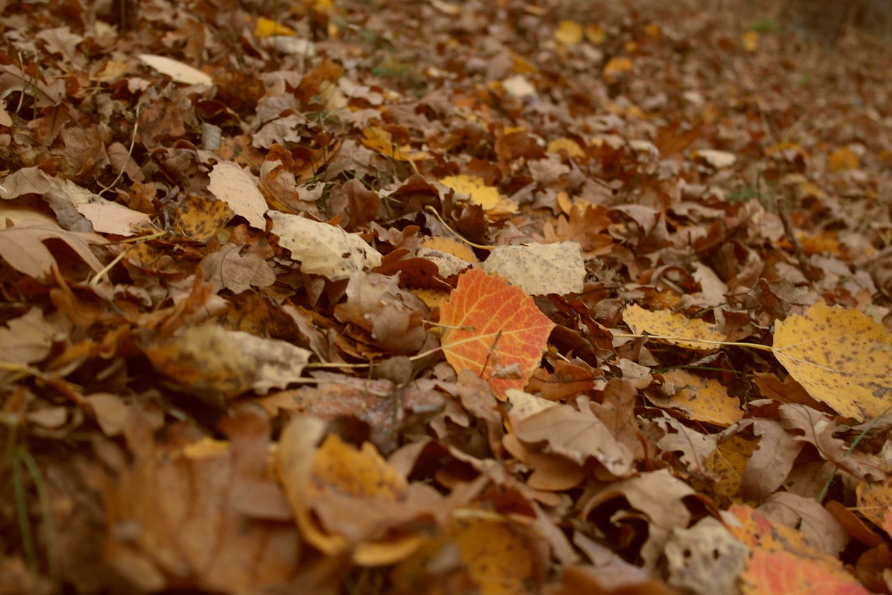 leaves autumn colors free photo