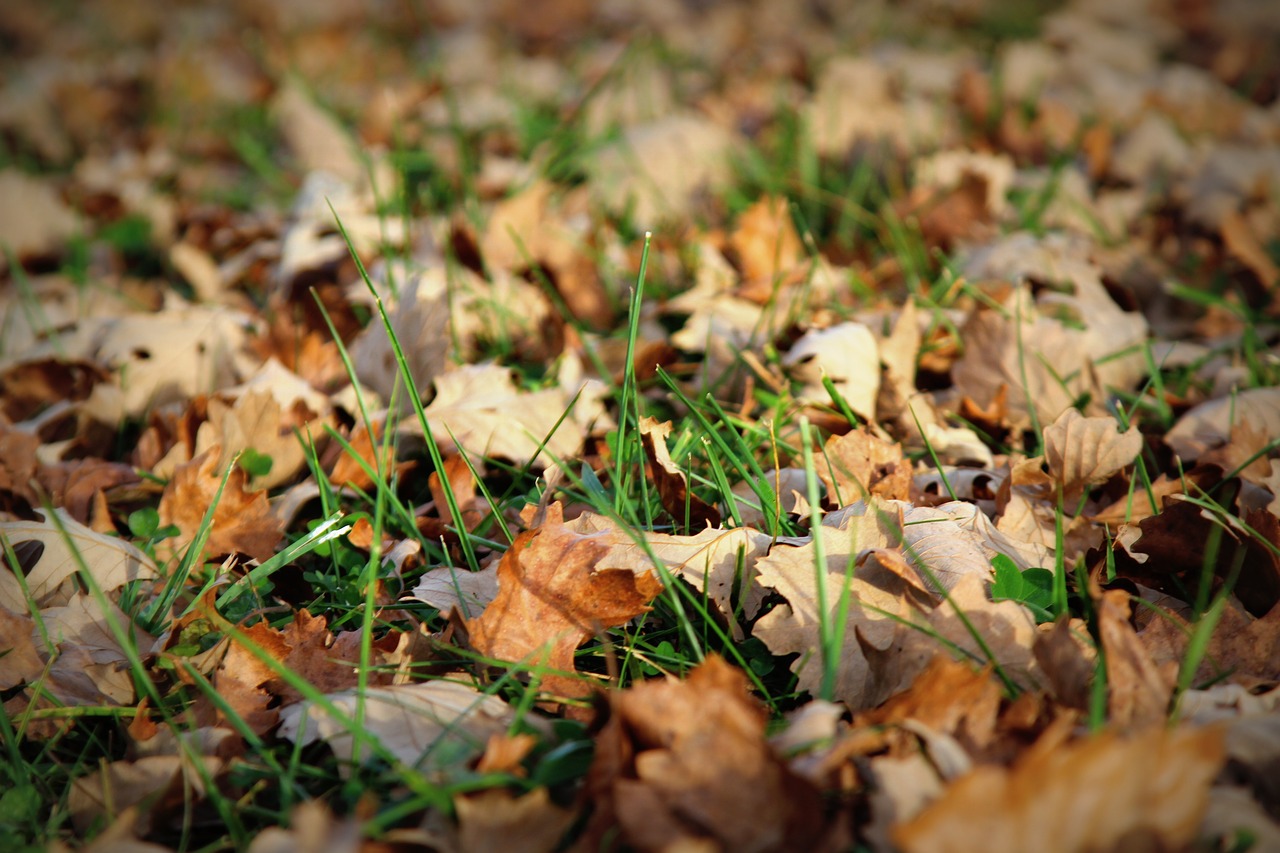 leaves fall dead free photo