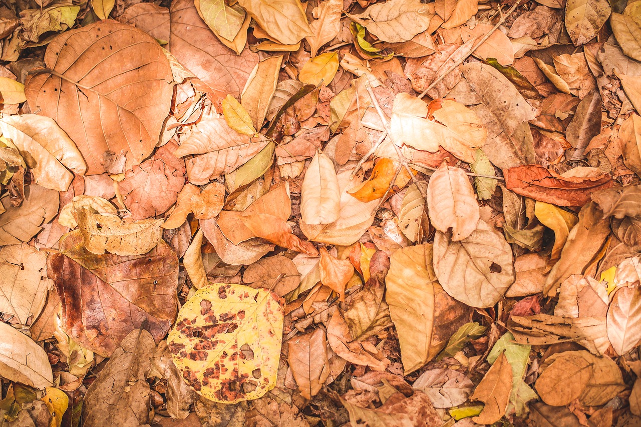 leaves vegetation brown free photo