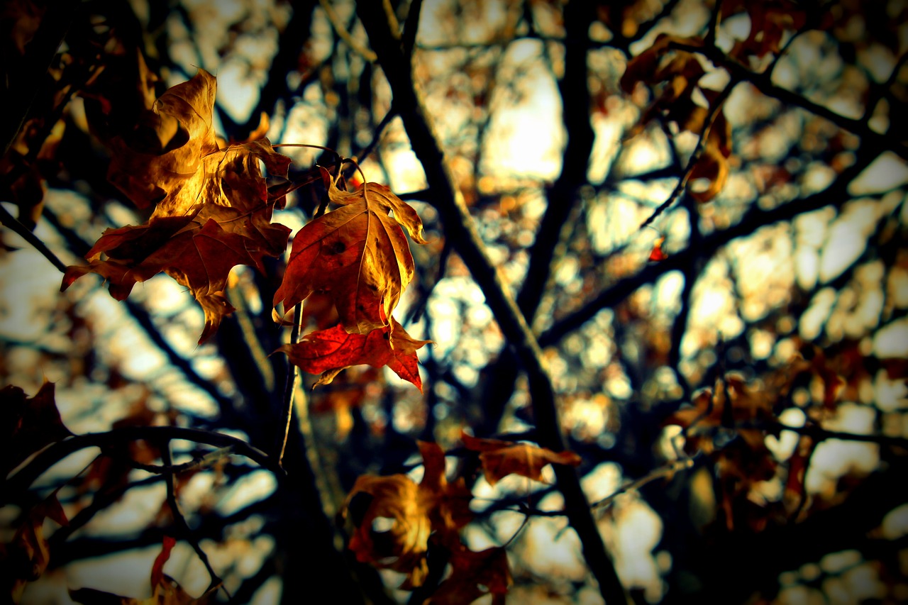 leaves fall fall leaves free photo