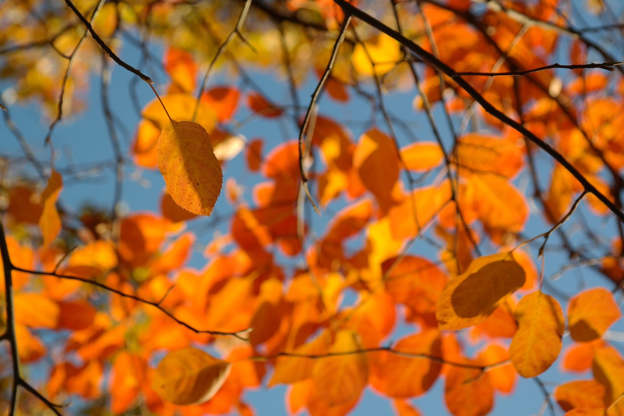leaves autumn orange free photo