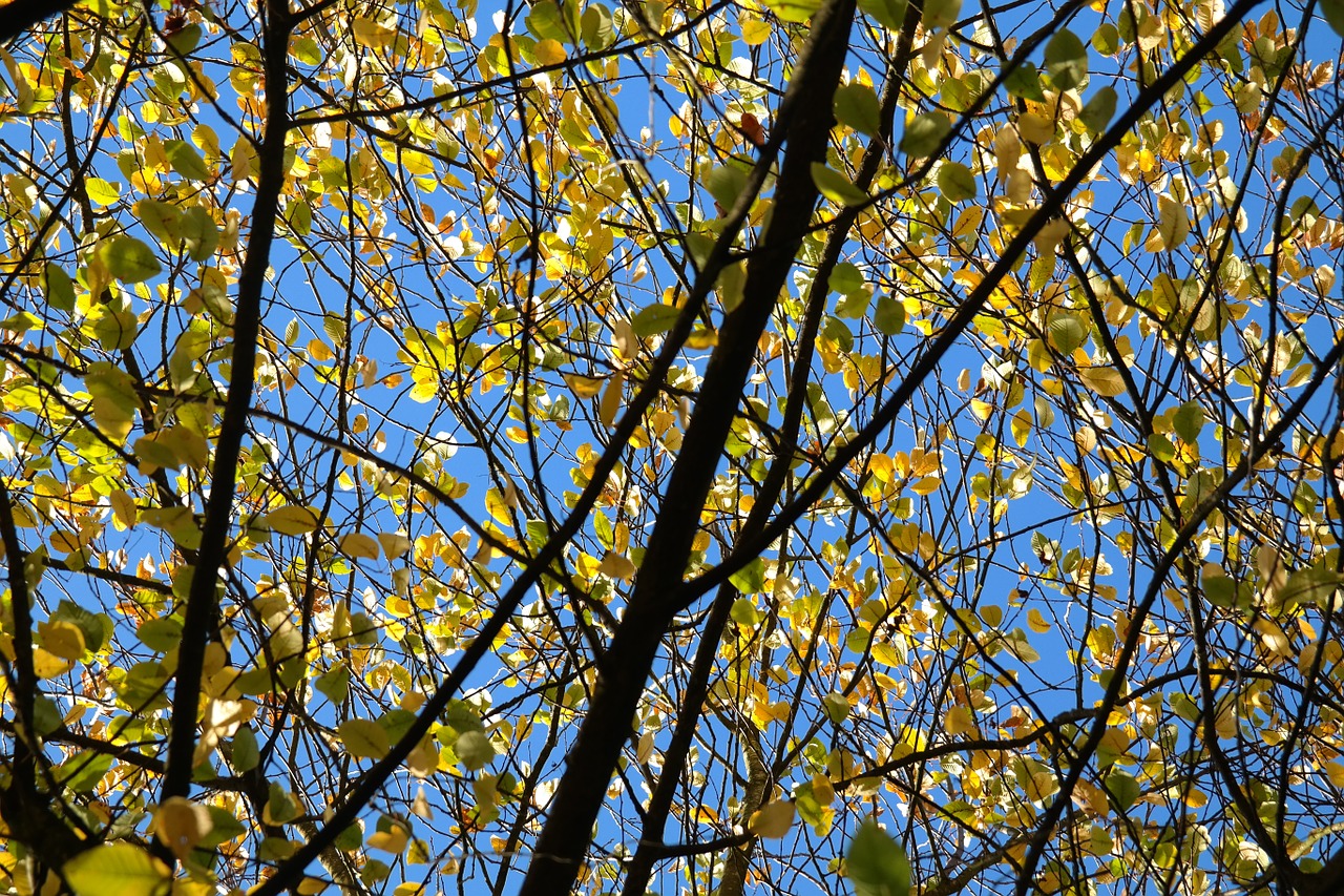leaves autumn yellow free photo