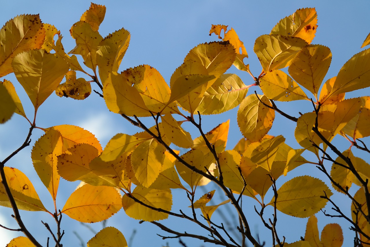 leaves yellow autumn free photo