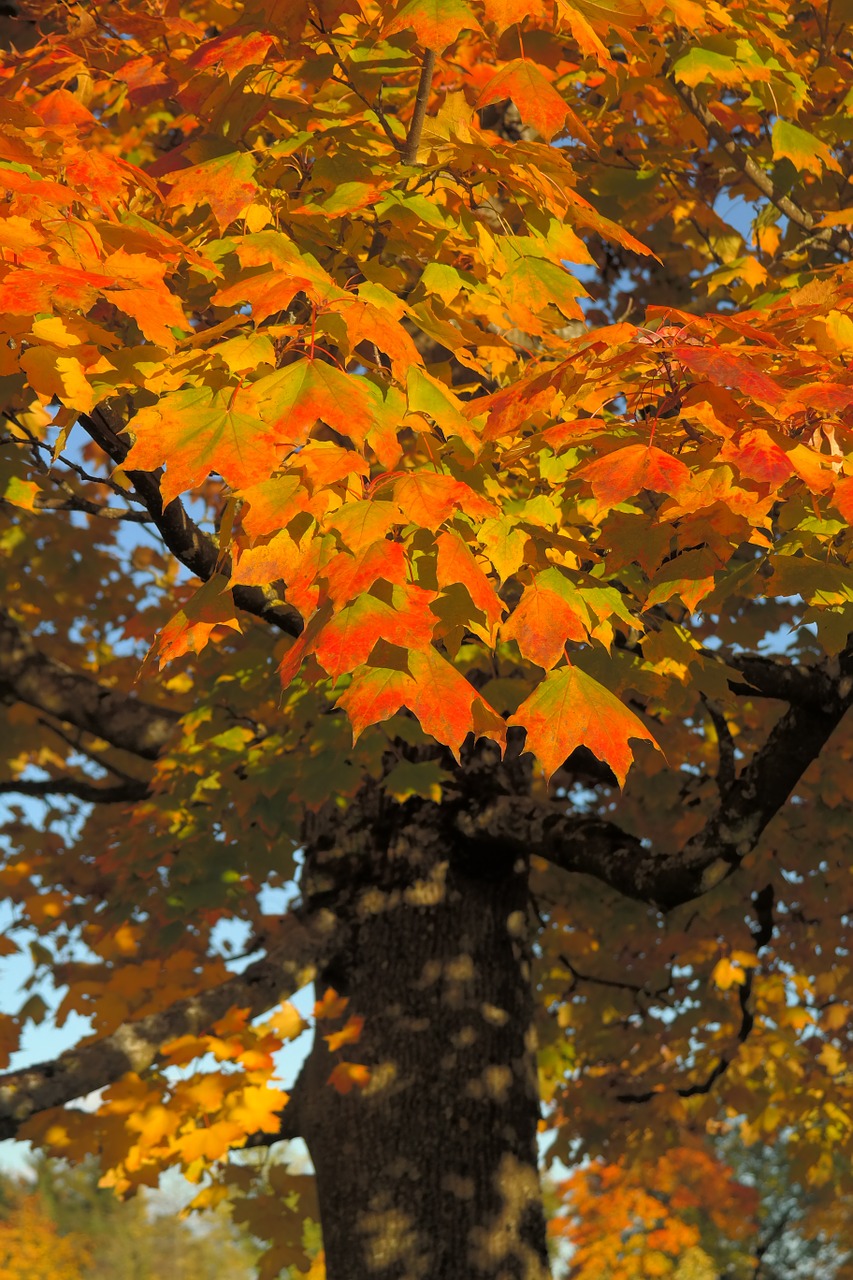 leaves canopy autumn free photo