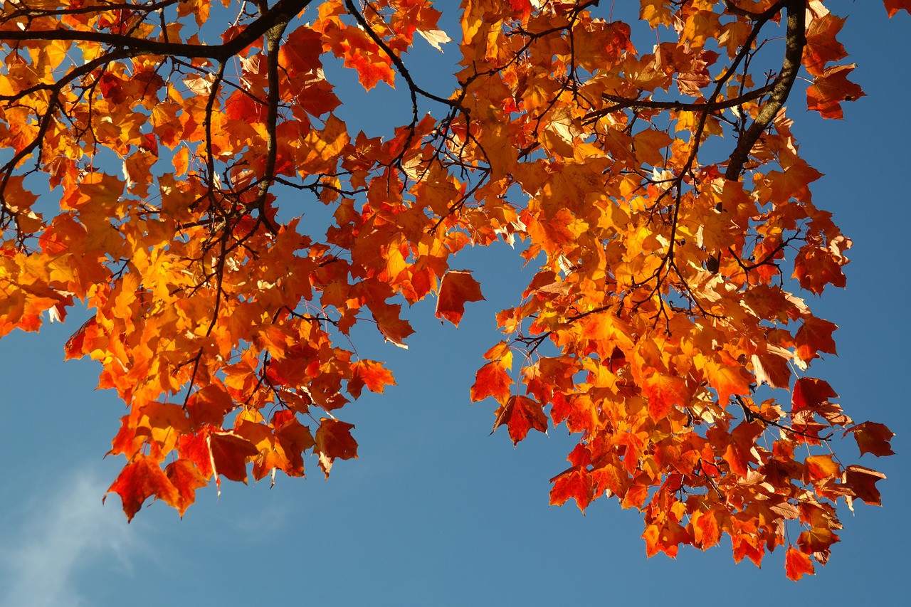 leaves autumn fall color free photo