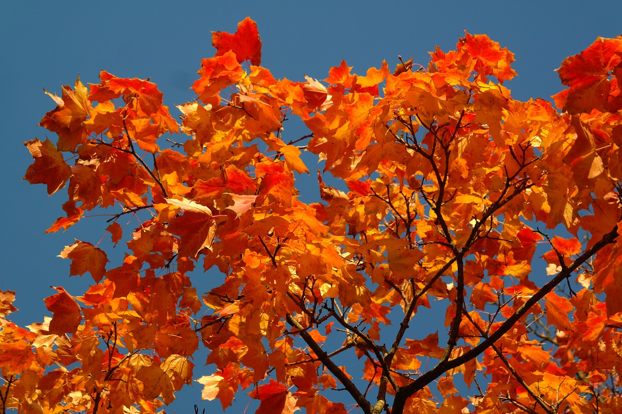 leaves autumn fall color free photo