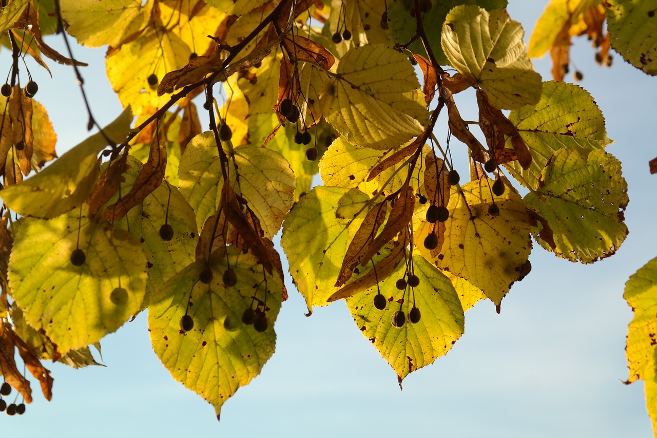 leaves fall color yellow free photo