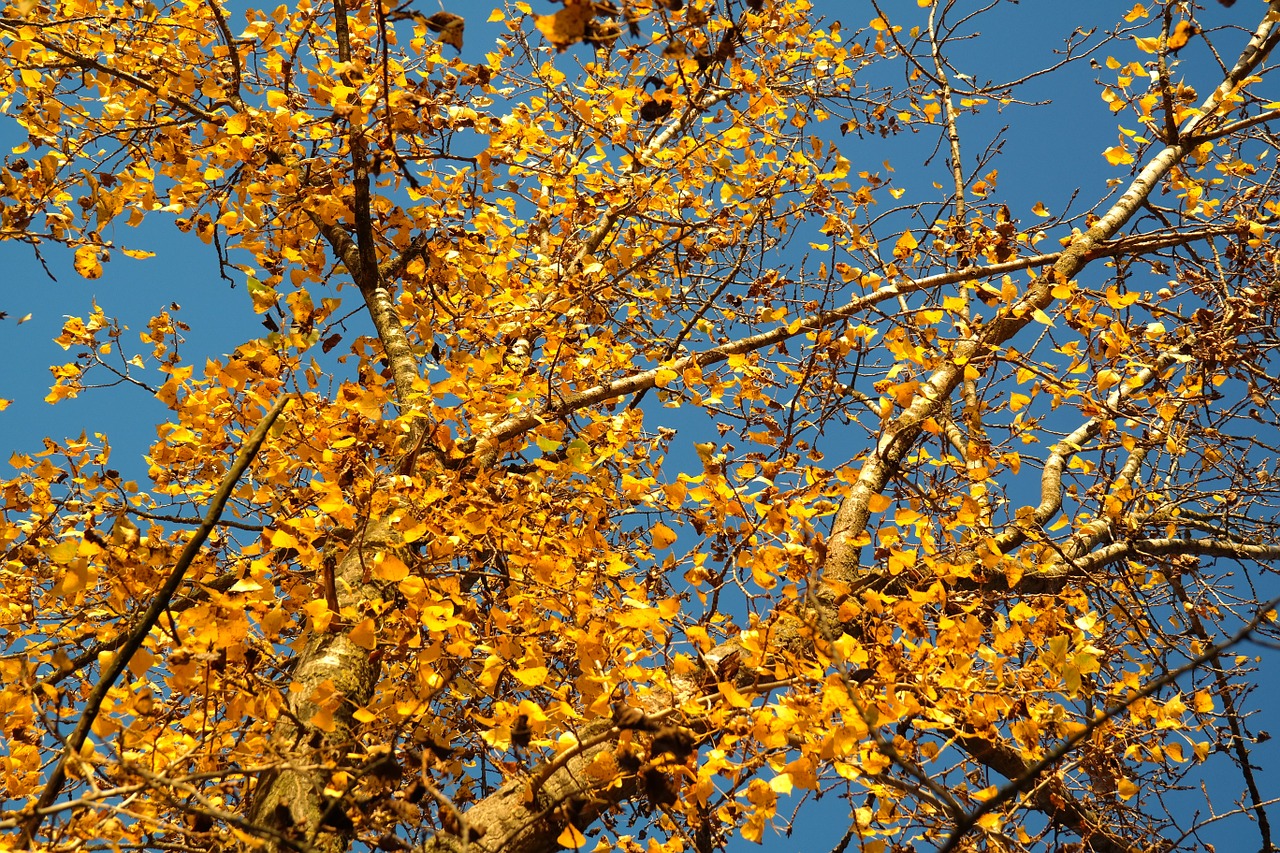 leaves autumn golden autumn free photo