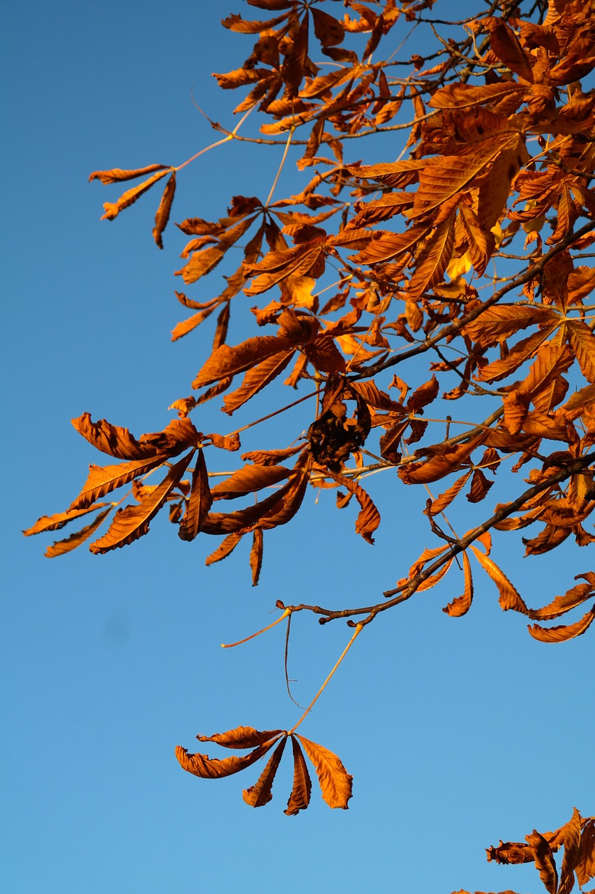 leaves buckeye fall leaves free photo