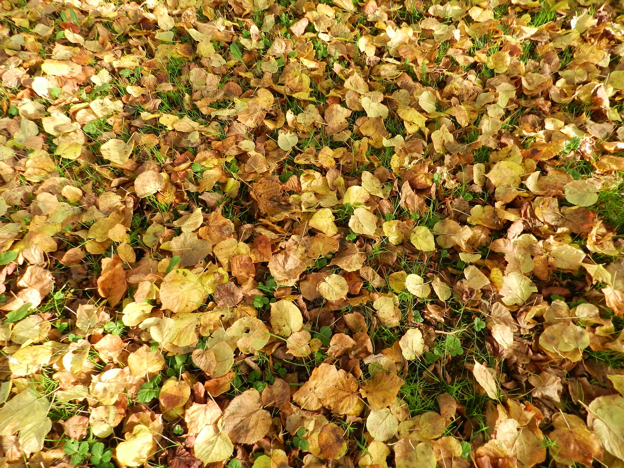 leaves fall turn free photo