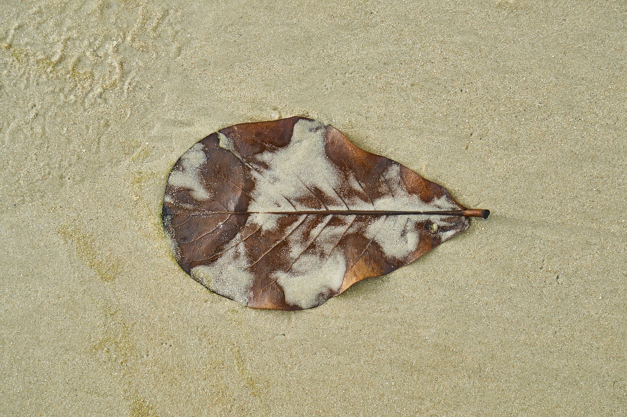 leaves beach macro free photo