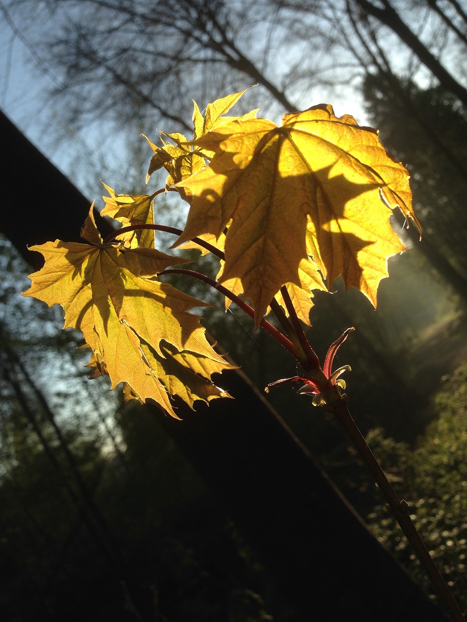 leaves sun back light free photo