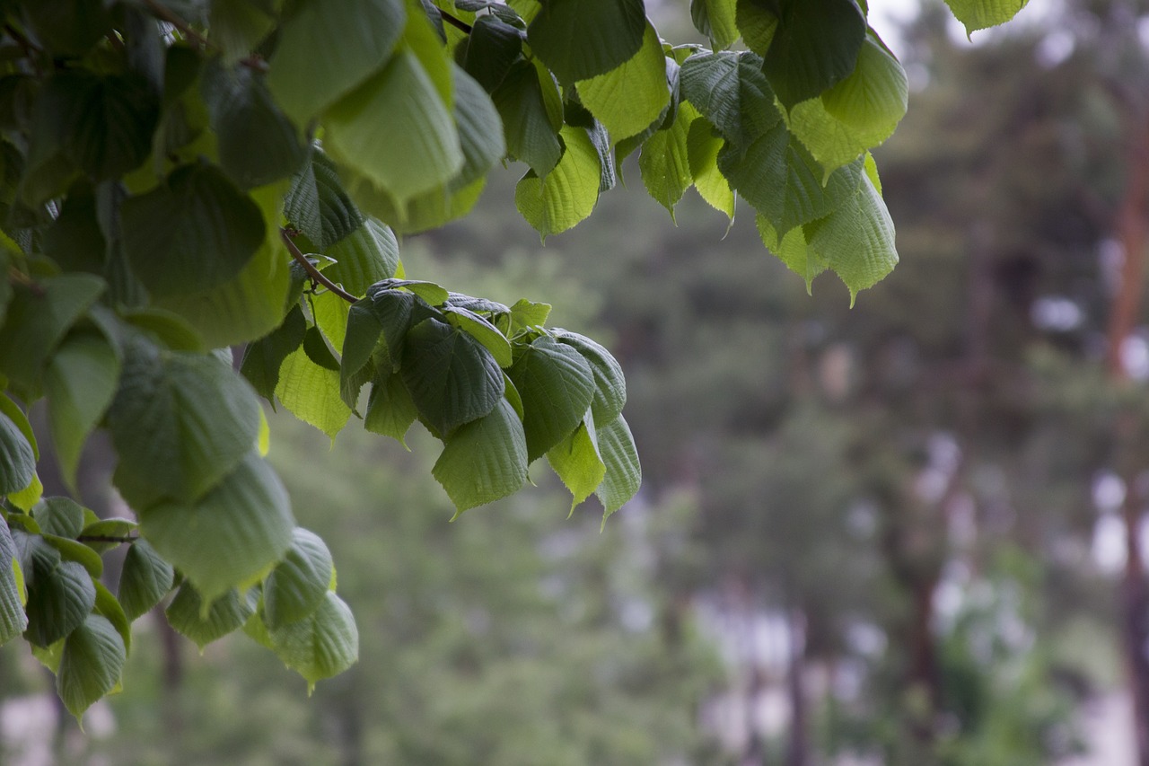 leaves tree green free photo