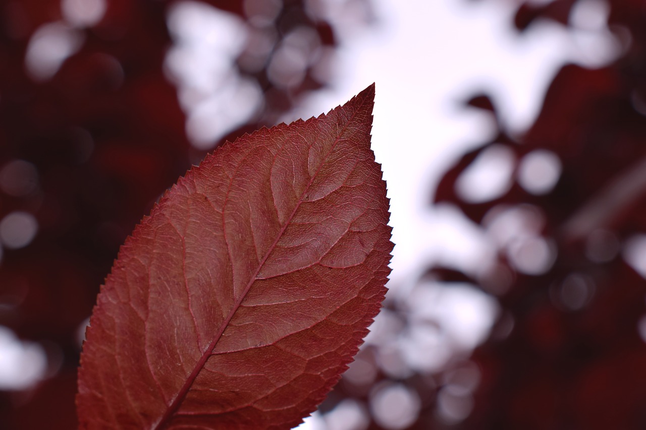 leaves autumn mood free photo