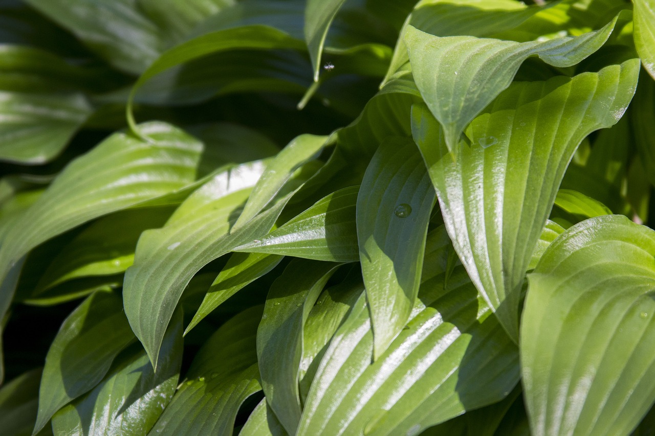 leaves green nature free photo