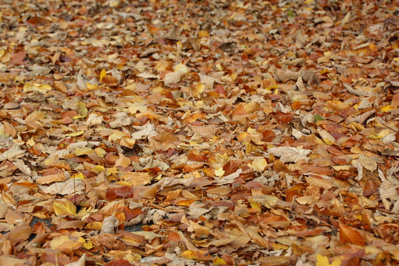 leaves autumn wales free photo