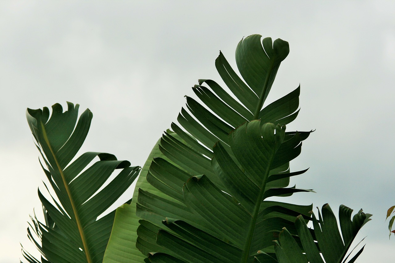 leaves torn green free photo