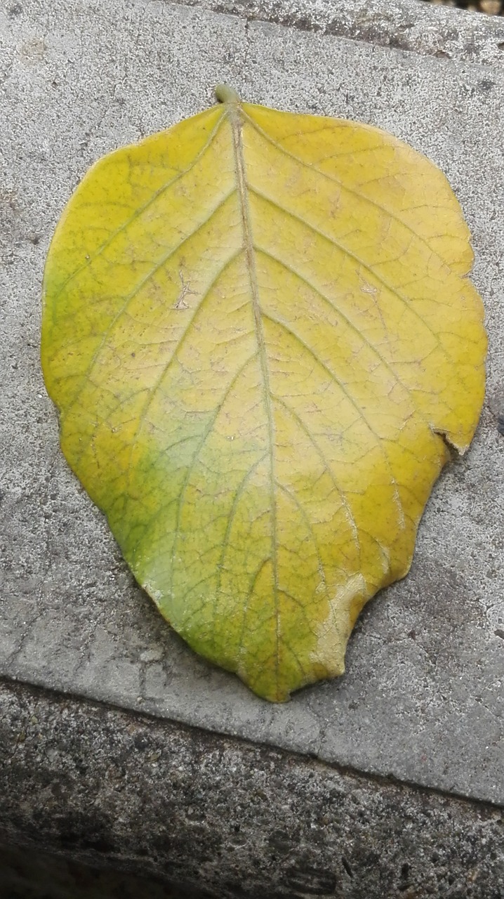 leaves nature yellow sheet free photo