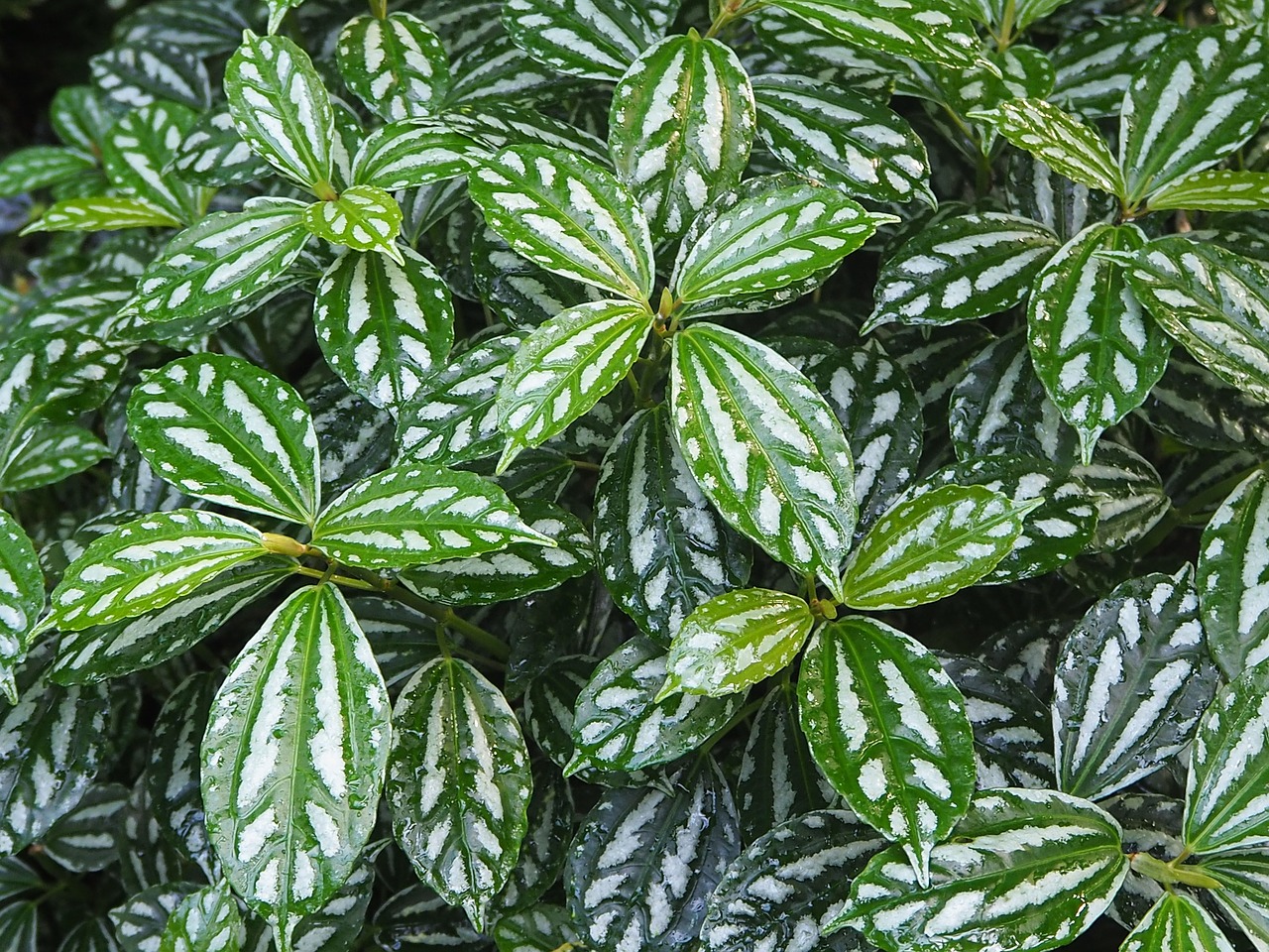 leaves white green free photo