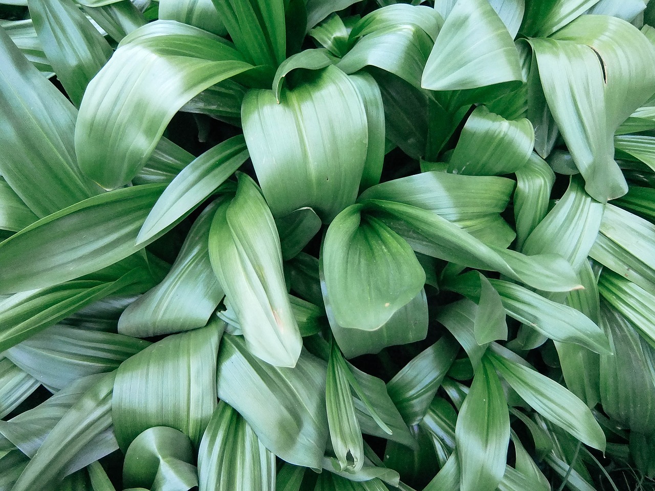 leaves lilies of the valley green free photo