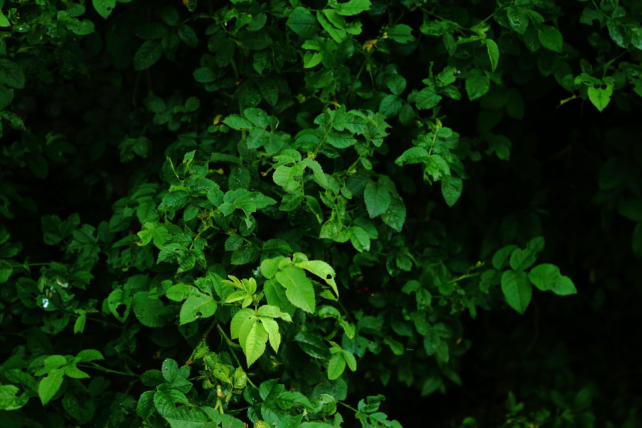 leaves green dark free photo