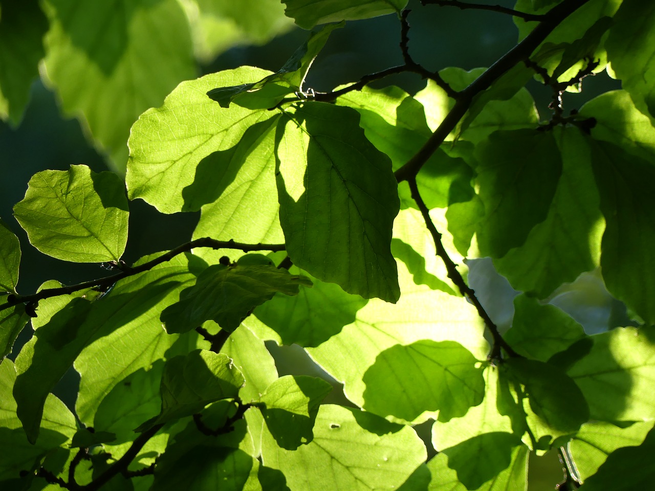 leaves tree green free photo