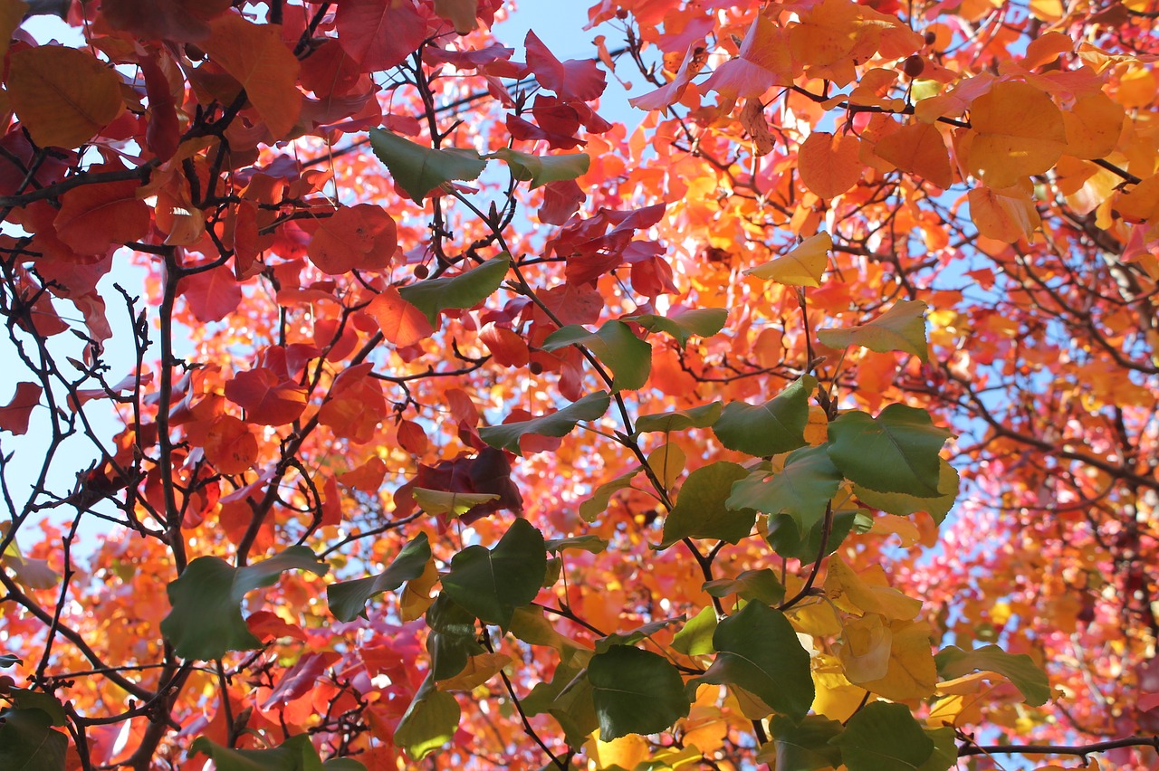 leaves autumn autumn leaves free photo