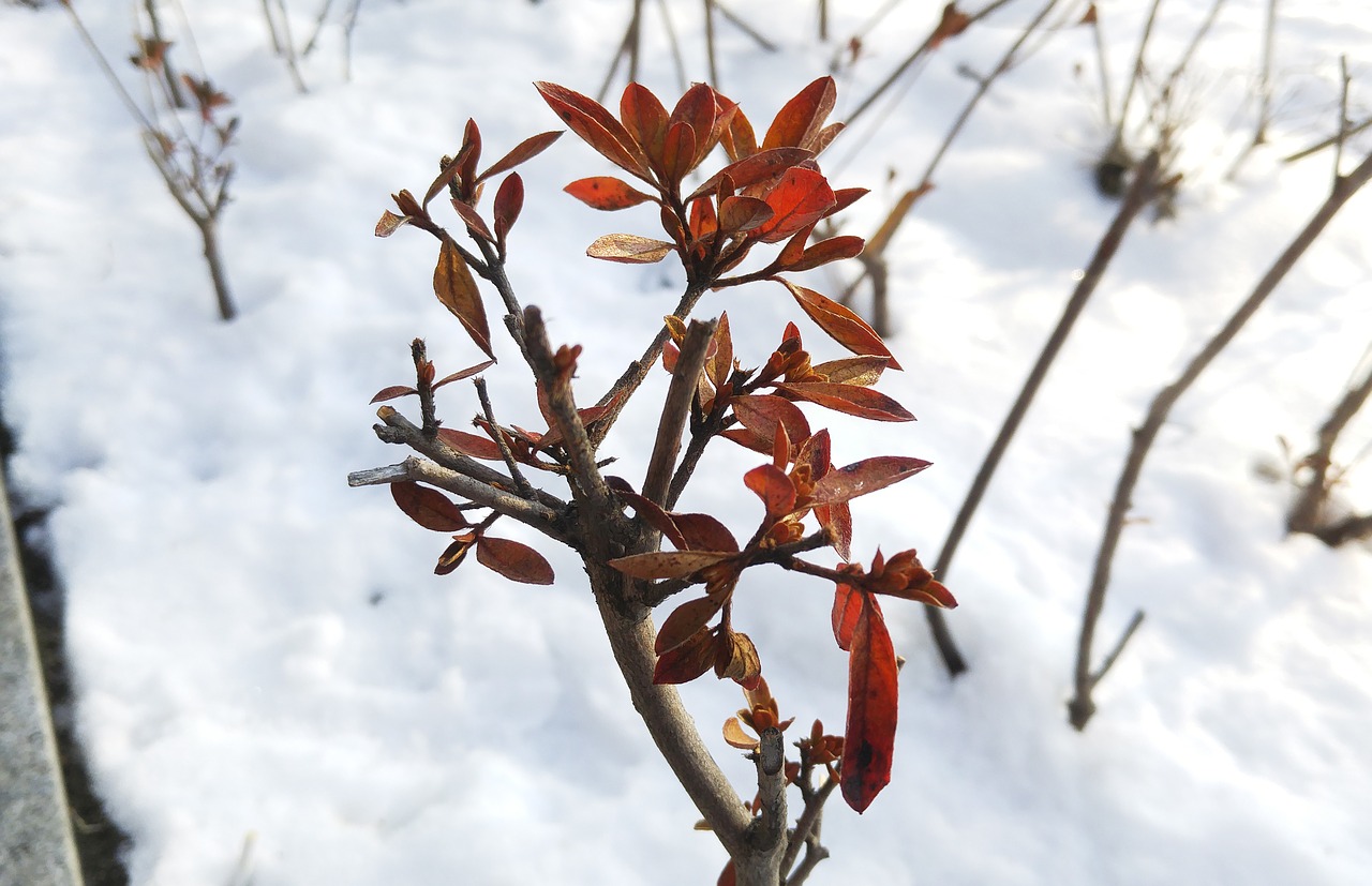 leaves wood snow free photo