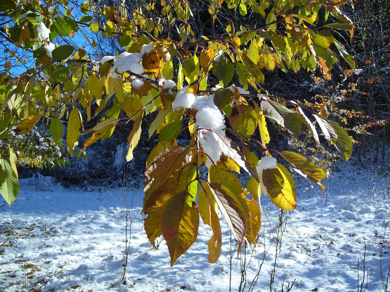 leaves winter snow free photo