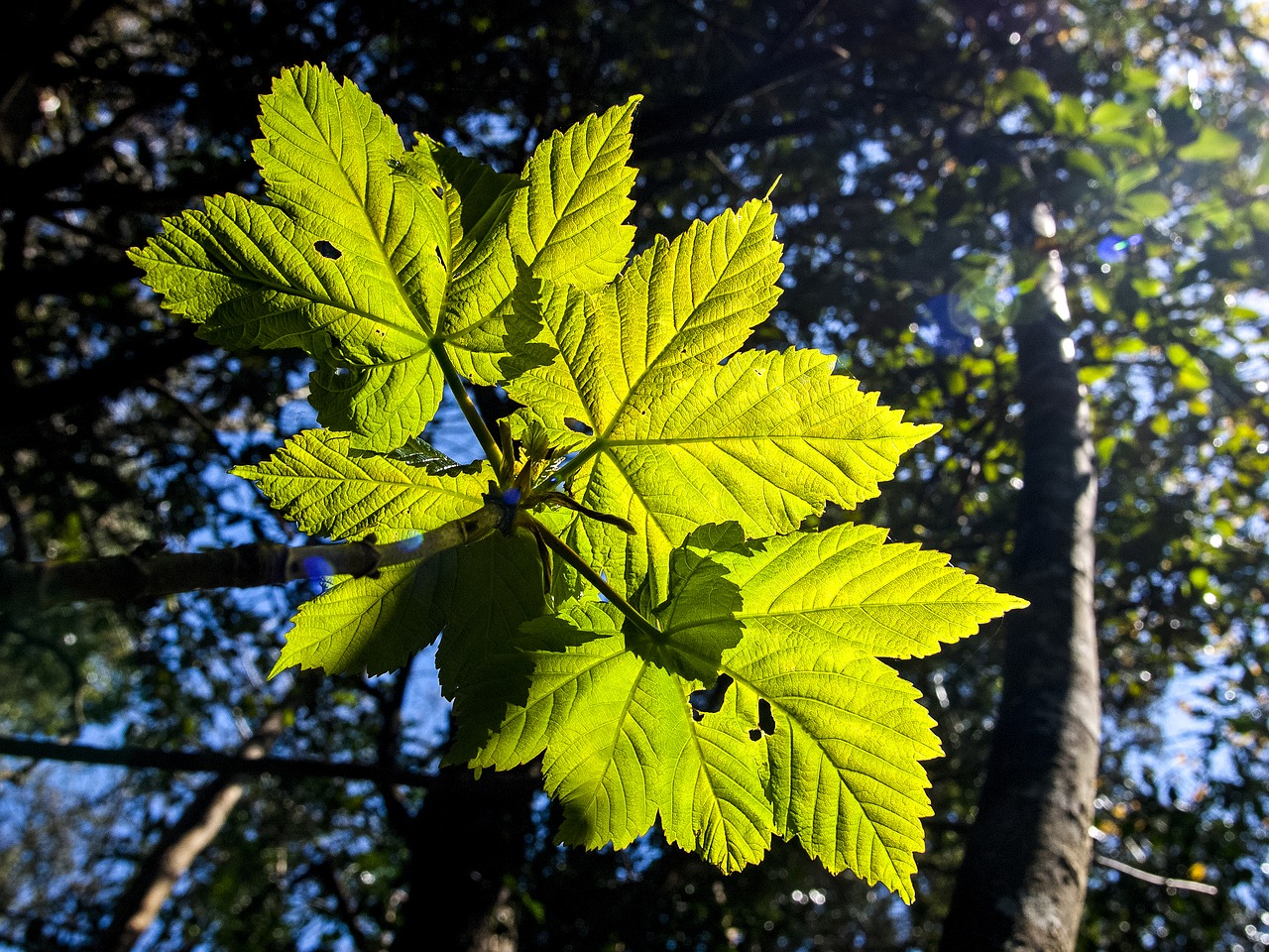 leaves tree nature free photo