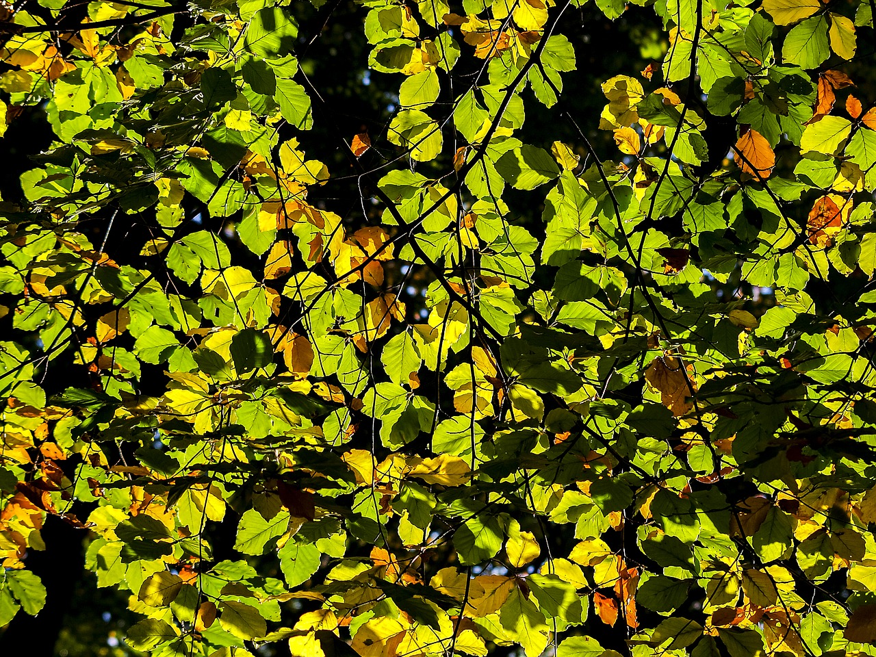 leaves tree nature free photo