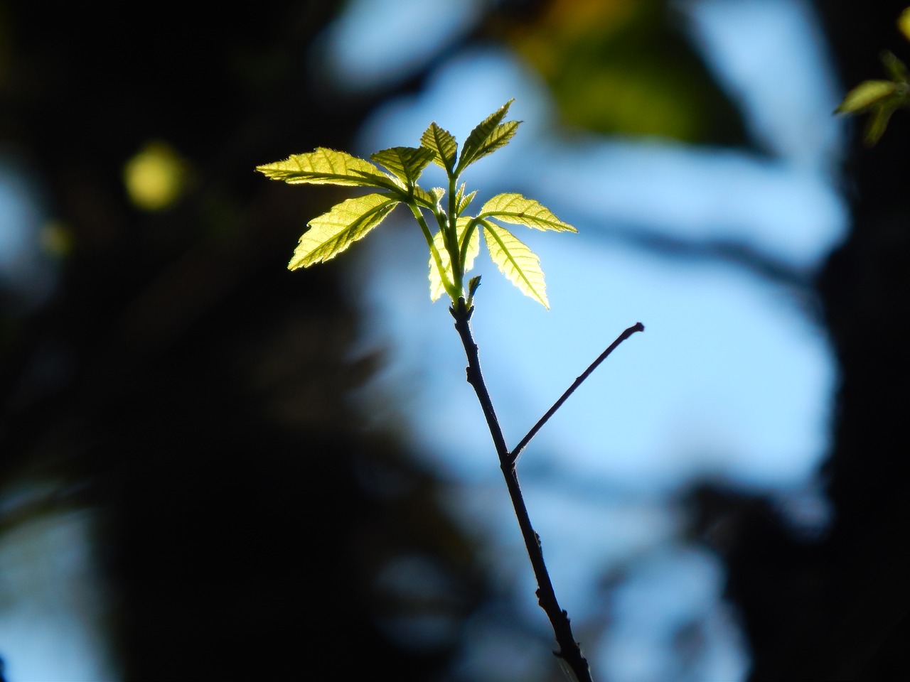 leaves tree branch free photo