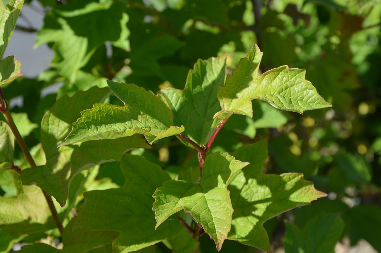 leaves foliage nature free photo