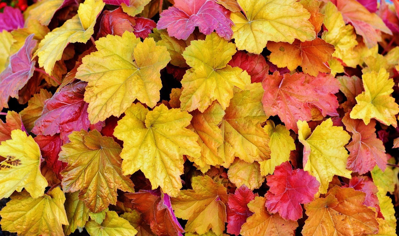 leaves colorful leaves autumn free photo