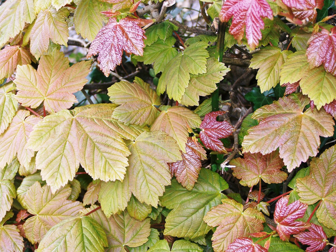 leaves trees nature free photo