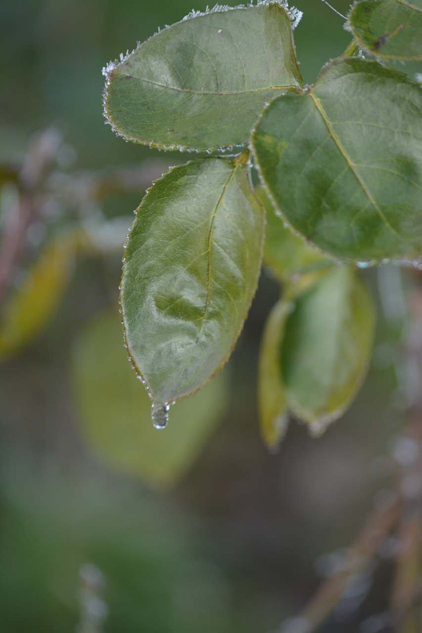 leaves nature drops free photo