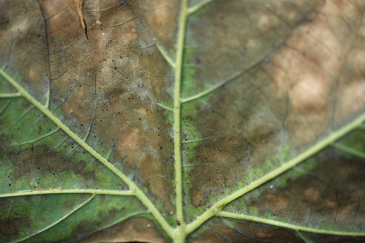 leaves vein macro free photo