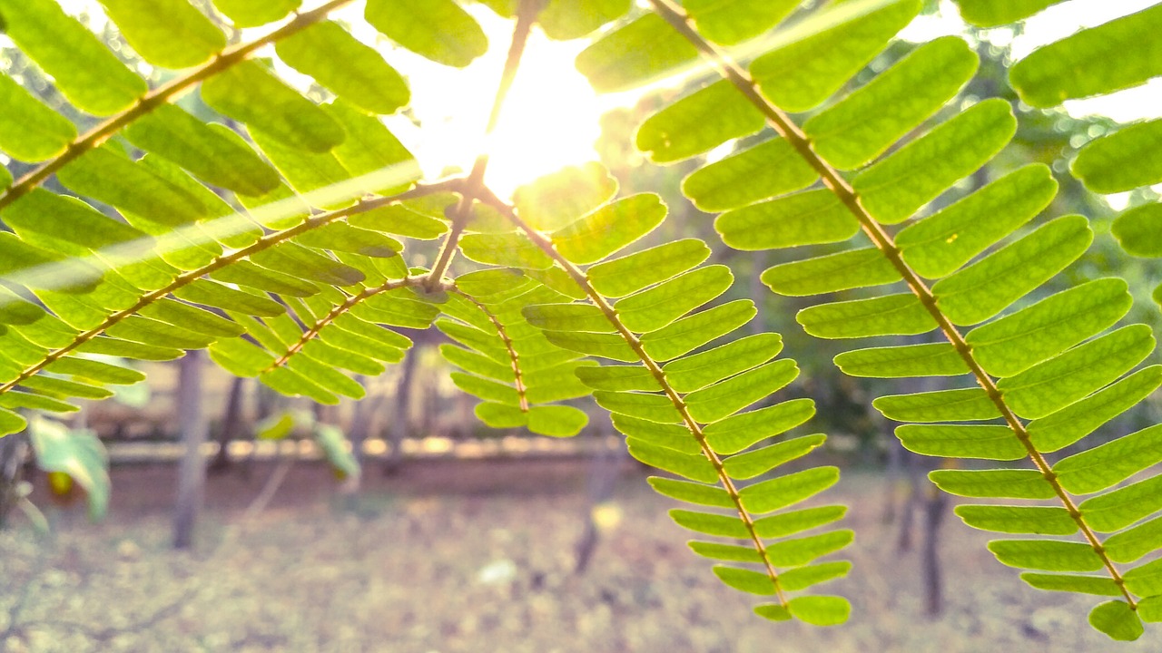 leaves tree green free photo