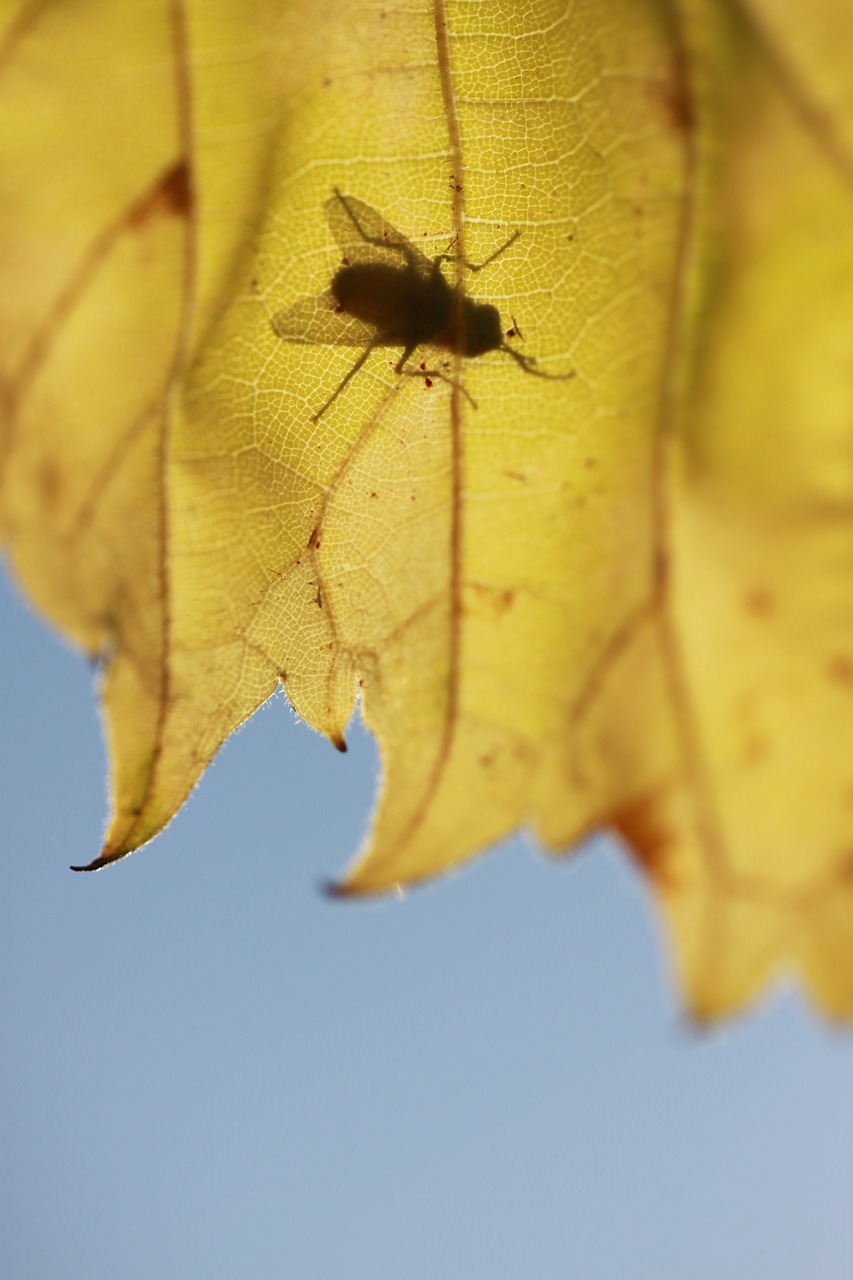 leaves fly nature free photo