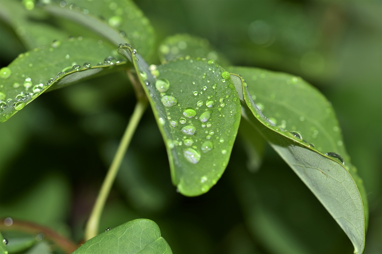 leaves plant leaf free photo