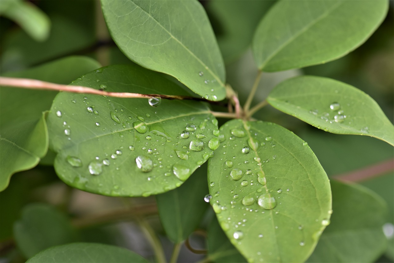 leaves plant leaf free photo